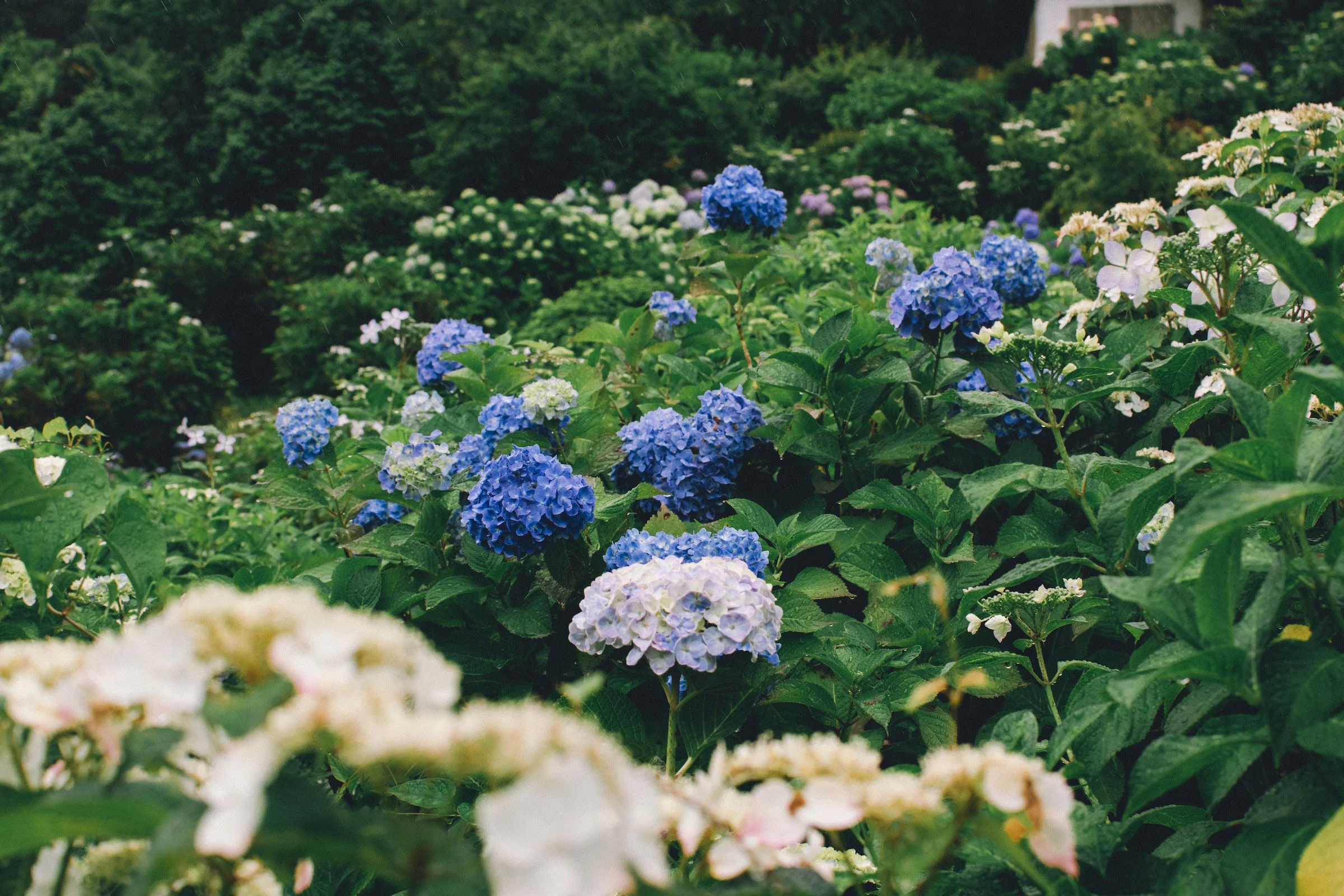 hydrangeas